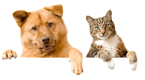 Criação de Sites Pet Shop